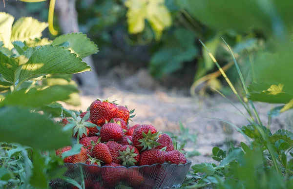 Strawberries are picked in a bowl in a strawberry field