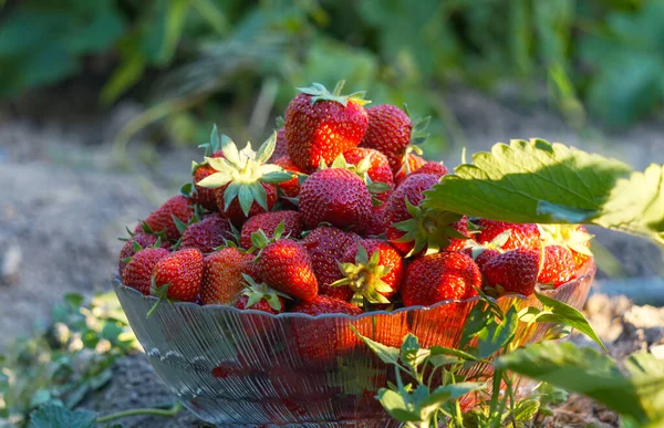 Strawberries are picked in a bowl in a strawberry field