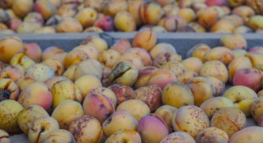                                Kayısılar güneşte bir tahtada kurutulur.