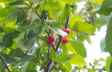                                Kiraz meyveleri yazın kiraz dallarında kırmızıya döner.