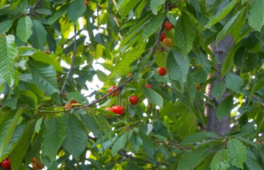                                Kiraz meyveleri yazın kiraz dallarında kırmızıya döner.