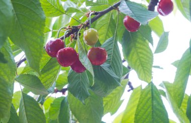                                Kiraz meyveleri yazın kiraz dallarında kırmızıya döner.