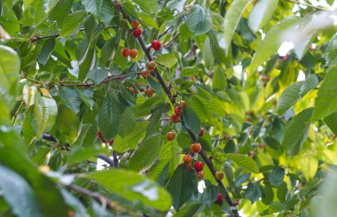                                Kiraz meyveleri yazın kiraz dallarında kırmızıya döner.