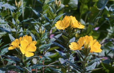                                Yellow flowers bloomed in the garden