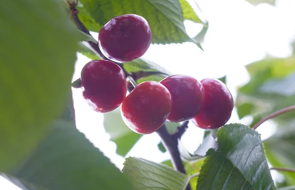 Cherry fruits turn red on cherry branches in summer
