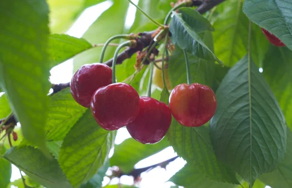 Cherry fruits turn red on cherry branches in summer