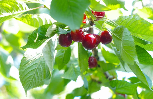 Cherry Branch His Red Fruit Ripened Stock Image