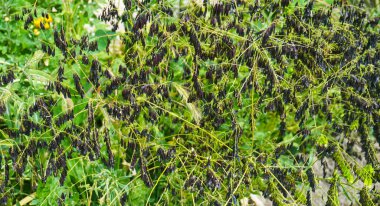                                Bahçedeki küçük çiçekler tohuma dönüşmeye başladı.