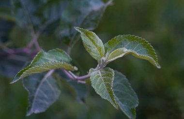                                Elma ağacının yeni yetişmiş tomurcukları.