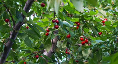                                        Kiraz dalından sarkan kırmızı bir kiraz meyvesi