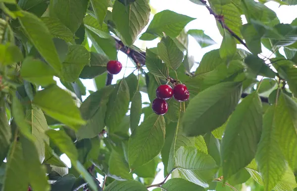 A red cherry fruit hangs from a cherry branch
