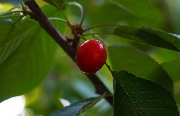 A red cherry fruit hangs from a cherry branch