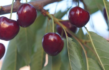                            Kiraz dalından sarkan kırmızı bir kiraz    