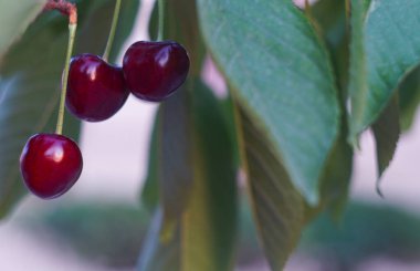 Kiraz dalından sarkan kırmızı bir kiraz
