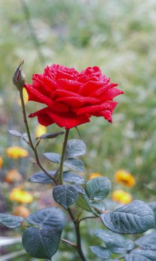                                  Bahçedeki kırmızı çiçeğe su damlatıyor.