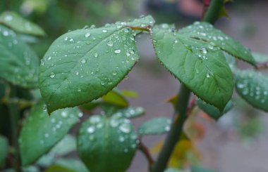                                   Yağmurdan sonra gül yaprağına su damlıyor.