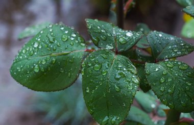                                Yağmurdan sonra gül yaprağına su damlıyor.