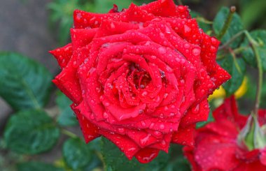                                Yağmurdan sonra gül yaprağına su damlıyor.