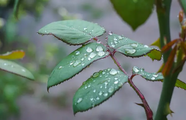 Water drops on rose leaf after rain