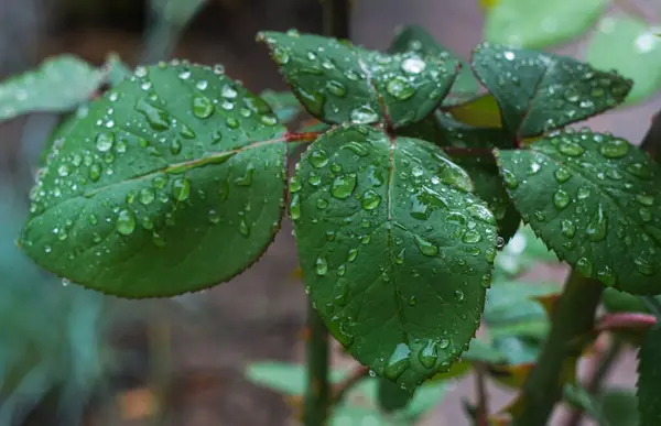Water drops on rose leaf after rain