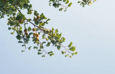                                Kayısı ağacında sarı bir kayısı meyvesi görünür.  