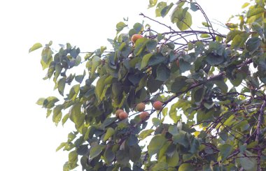                                  Kayısı ağacında sarı bir kayısı meyvesi görünür.     