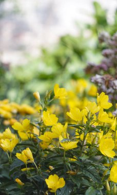                                Yellow flowers bloomed in the garden