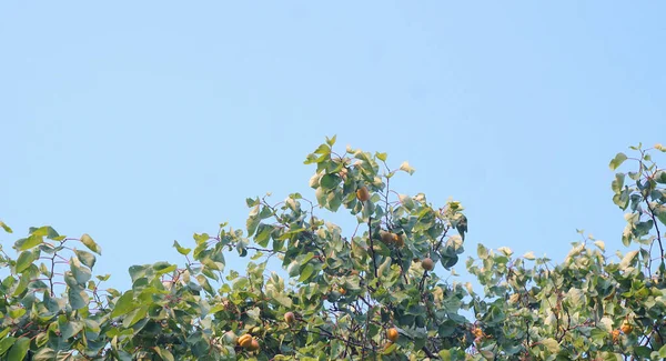                                     Kayısı ağacında sarı bir kayısı meyvesi görünür. 