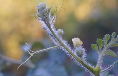                                   Karpuz dalının yeni tomurcukları açılıyor    
