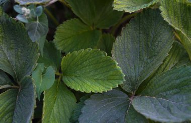                                Çilek yaprakları her yerde.
