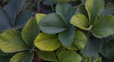                               Çilek yaprakları her yerde.