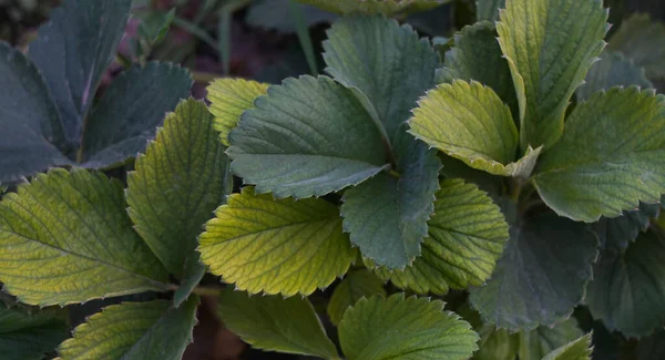                                Çilek yaprakları her yerde.