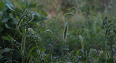                                Olgunlaşmamış arpa başı eğilmiş.