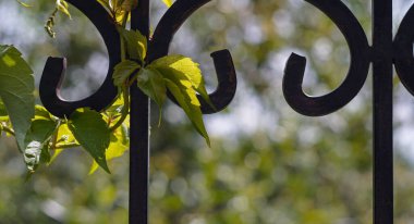                                Çitte bir çiçek asılı.