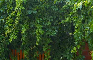                  Ivy bahçenin her yerinde yetişir.