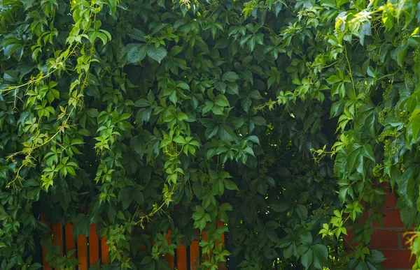                  Ivy bahçenin her yerinde yetişir.