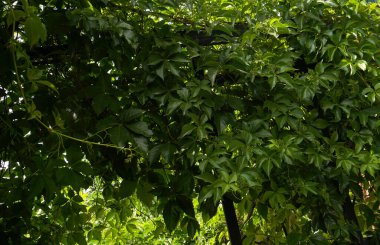                  Ivy bahçenin her yerinde yetişir.