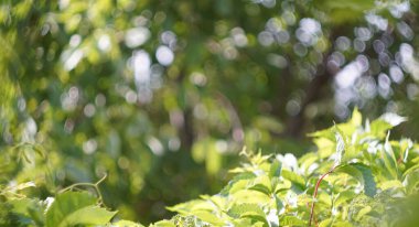                                Bitki yapraklarının arkasındaki Bokeh arkaplanı