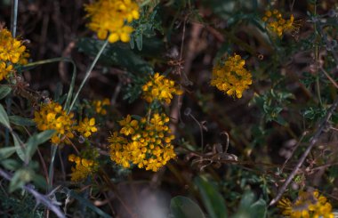                                Çölde diken açtı.