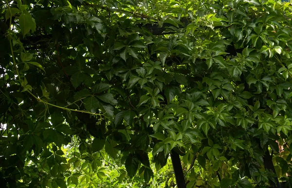                  Ivy bahçenin her yerinde yetişir.