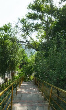                                  Ağaçların altında beton bir merdiven var.    