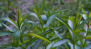                                Söğüt çiçeğinin taze dalları sarkıyor