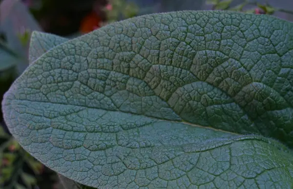 Plant Large leaf structure