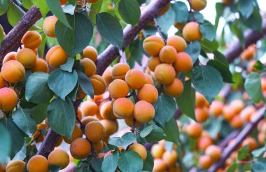                                 Bahçedeki kayısı ağacı birçok meyve taşıyordu.