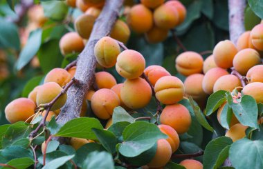                                Bahçedeki kayısı ağacı birçok meyve taşıyordu.