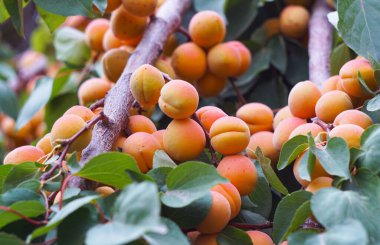                                 Bahçedeki kayısı ağacı birçok meyve taşıyordu.