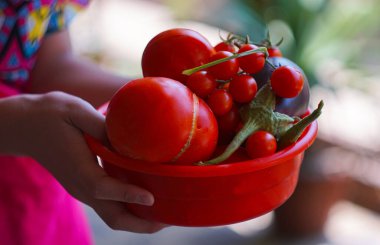                                Küçük bir kızın ellerinde, tabakta domatesler
