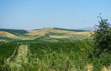                                Bahçeler ve mavi gökyüzü uzaktan görülebilir.     