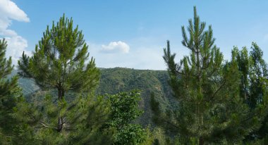                                Mavi gökyüzünün ve ağaçların arkasında beyaz putlar görülebilir.