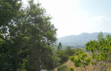                                Mavi gökyüzünün ve ağaçların arkasında beyaz putlar görülebilir.